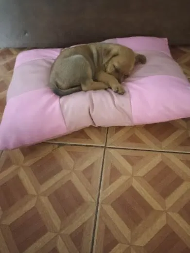 Cachorro ra a indefinida idade 2 a 6 meses nome Mel