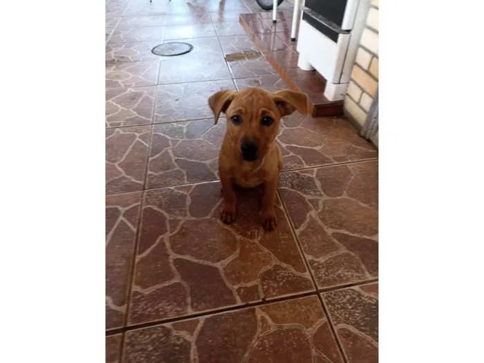 Cachorro ra a indefinida idade 2 a 6 meses nome Mel