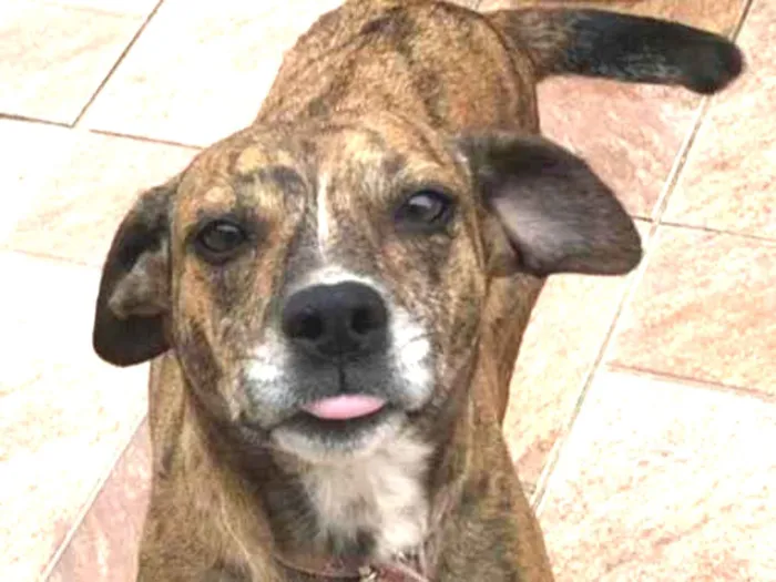 Cachorro raça SRD-ViraLata idade 1 ano nome Alice