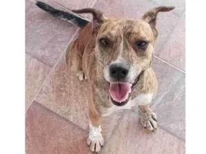 Cachorro raça SRD-ViraLata idade 1 ano nome Alice