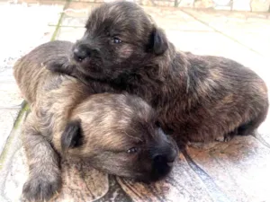 Cachorro raça Poodle idade Abaixo de 2 meses nome Sem nome 