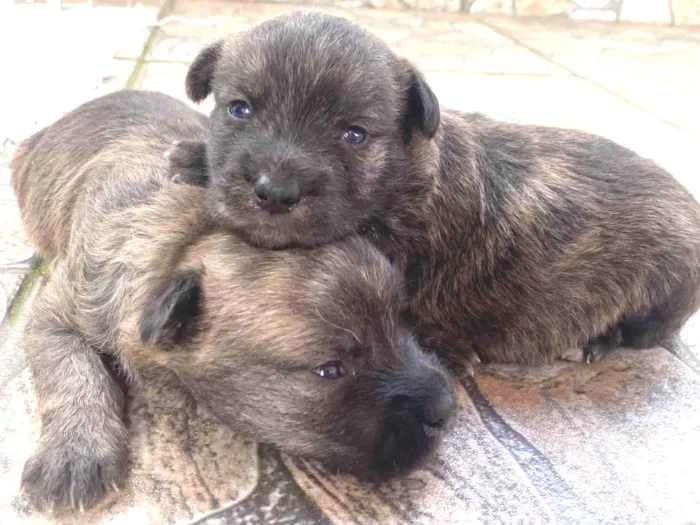 Cachorro ra a Poodle idade Abaixo de 2 meses nome Sem nome 