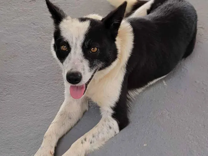 Cachorro raça Srd idade 1 ano nome KIARA