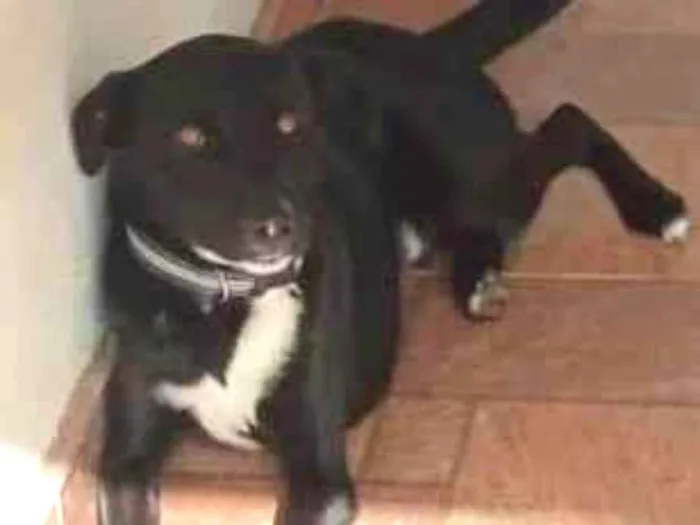 Cachorro raça srd idade 1 ano nome THOR