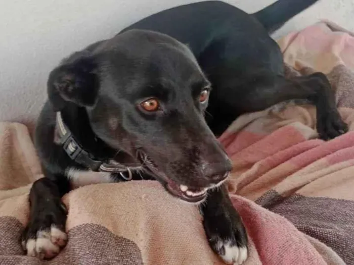 Cachorro raça srd idade 1 ano nome THOR