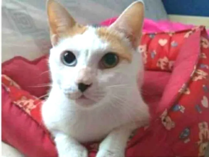 Gato ra a srd tricolor  idade 1 ano nome EMMMA