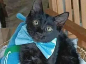 Gato raça srd idade 2 a 6 meses nome ABEL