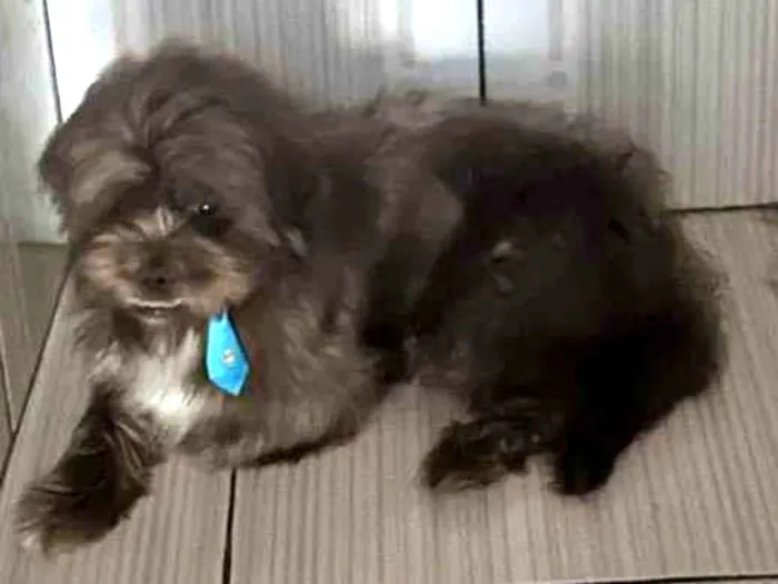 Cachorro raça Lhasa Apso idade 6 ou mais anos nome Marley