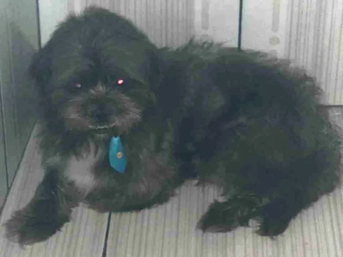 Cachorro raça Lhasa Apso idade 6 ou mais anos nome Marley