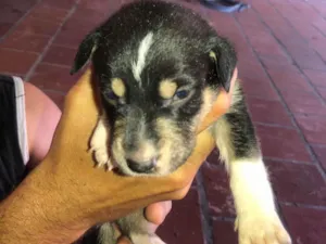 Cachorro raça SRD-ViraLata idade 2 a 6 meses nome Filhotes