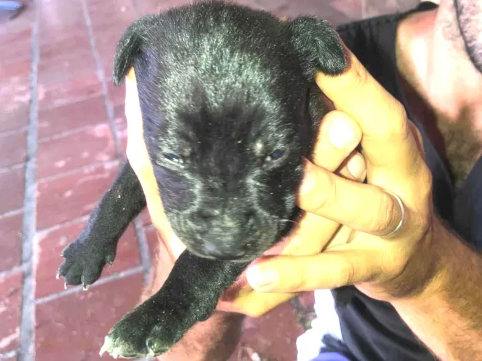 Cachorro raça SRD-ViraLata idade 2 a 6 meses nome Filhotes