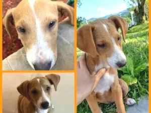 Cachorro raça SRD-ViraLata idade 2 a 6 meses nome Teresa (provisório)