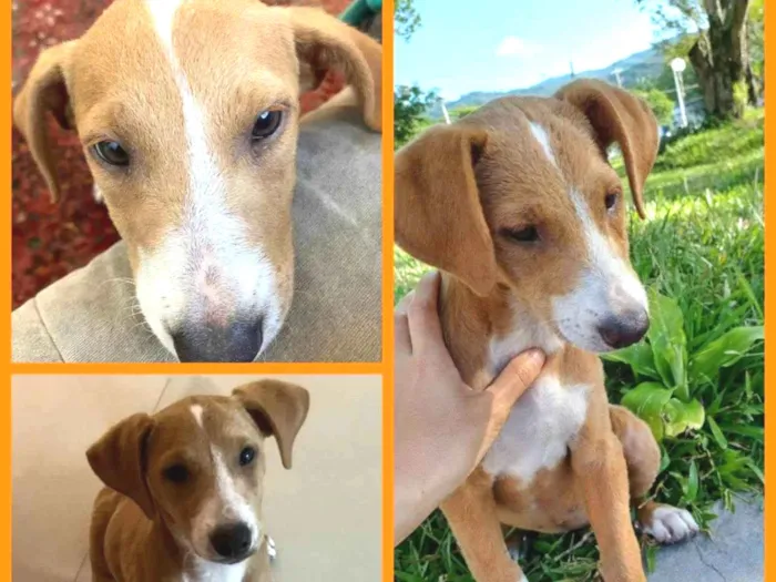 Cachorro ra a SRD-ViraLata idade 2 a 6 meses nome Teresa (provisório)