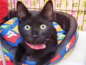 Gato raça SRD-ViraLata idade 2 a 6 meses nome Núbia