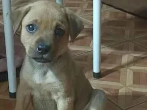 Cachorro raça indefinida idade 2 a 6 meses nome Mel