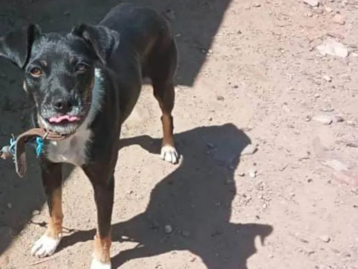 Cachorro ra a SRD-ViraLata idade 3 anos nome Não tem nome