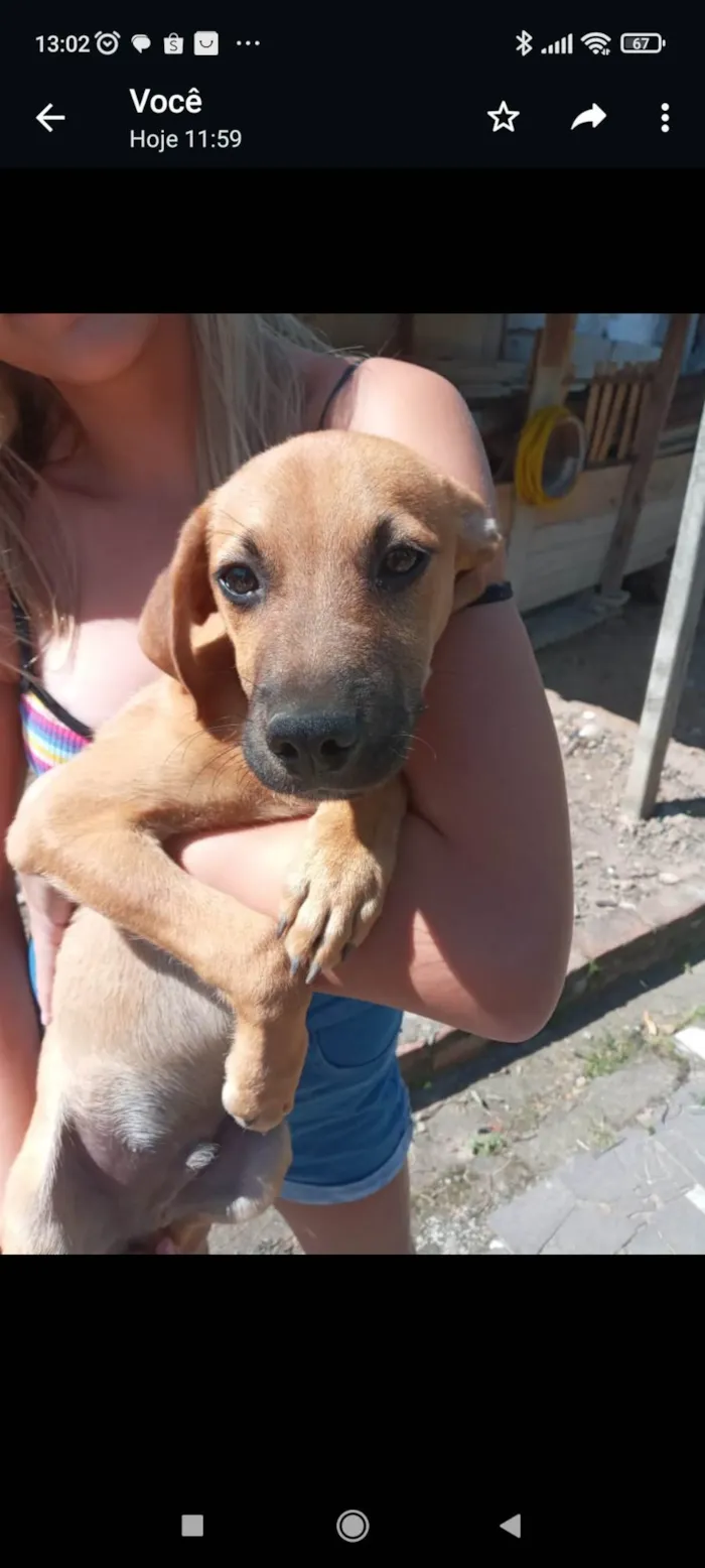 Cachorro ra a SRD-ViraLata idade 2 a 6 meses nome Não tem nome