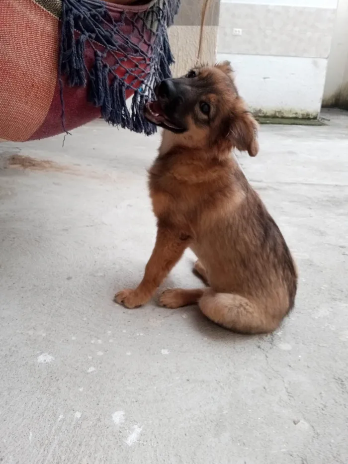Cachorro ra a Pastor da Mantiqueira com RND idade 2 a 6 meses nome Cook