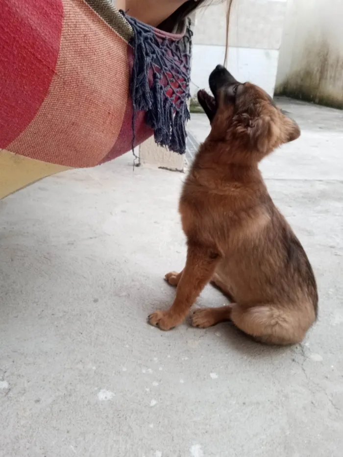 Cachorro ra a Pastor da Mantiqueira com RND idade 2 a 6 meses nome Cook
