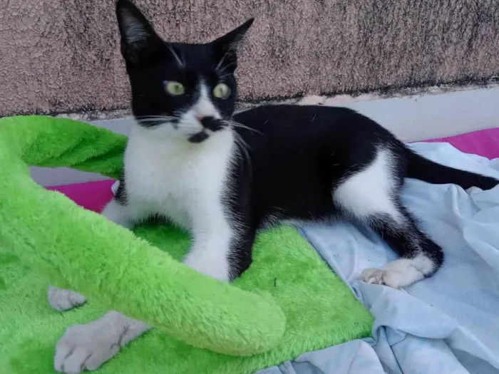 Gato ra a Indefinida idade 2 anos nome Frajola