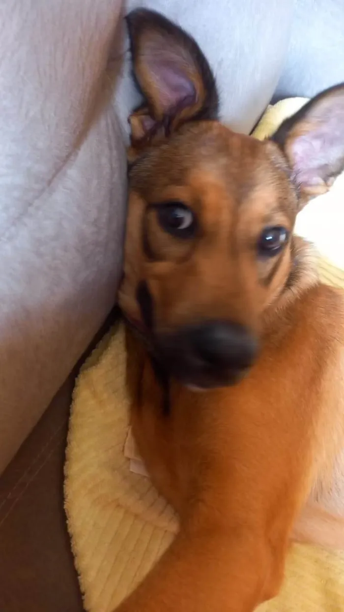Cachorro raça SRD-ViraLata idade 7 a 11 meses nome Scooby 