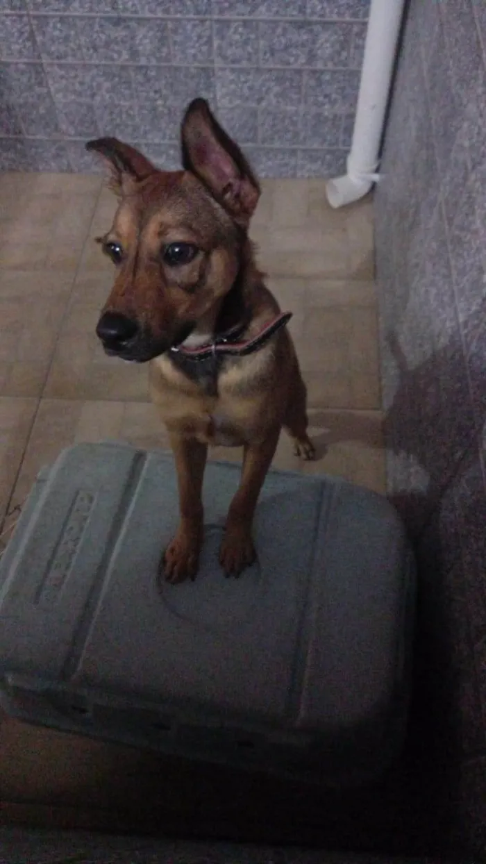 Cachorro raça SRD-ViraLata idade 7 a 11 meses nome Scooby 