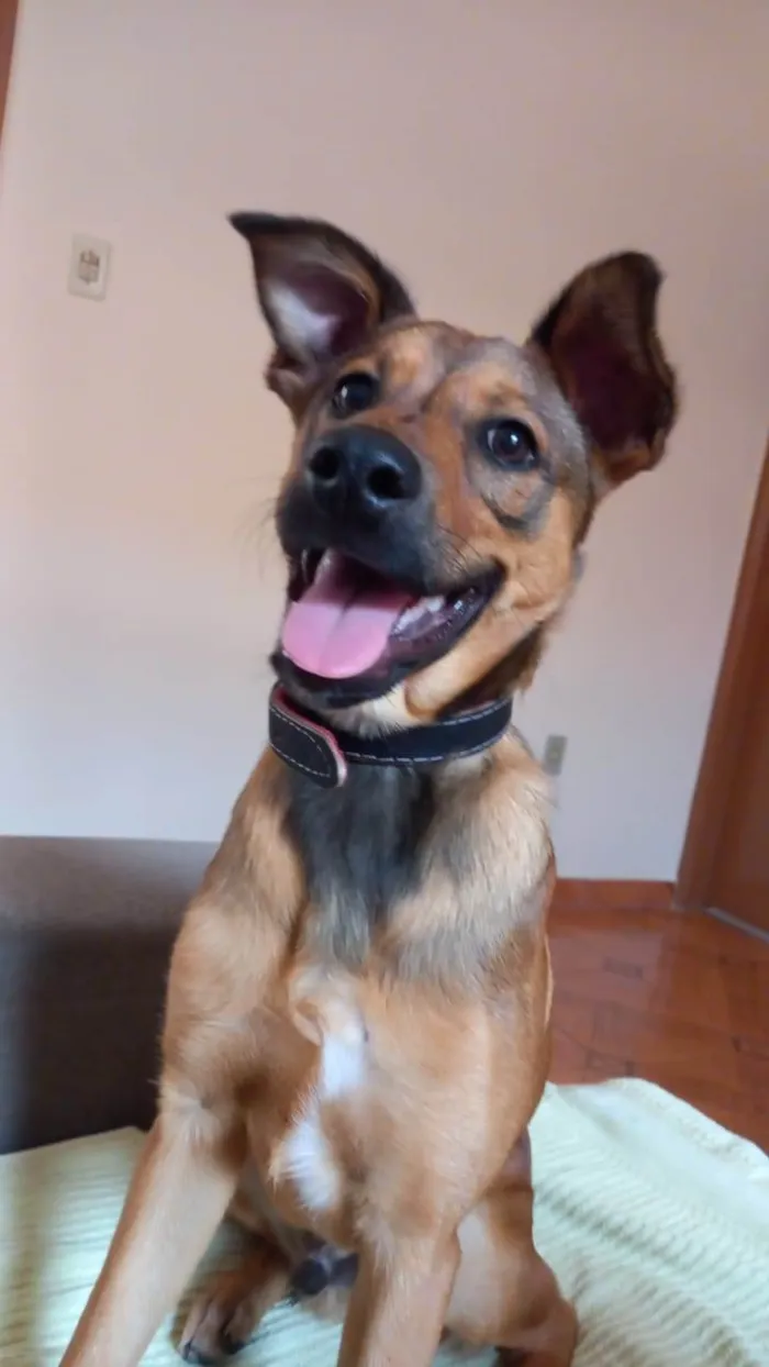 Cachorro raça SRD-ViraLata idade 7 a 11 meses nome Scooby 