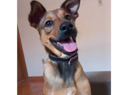 Cachorro raça SRD-ViraLata idade 7 a 11 meses nome Scooby 