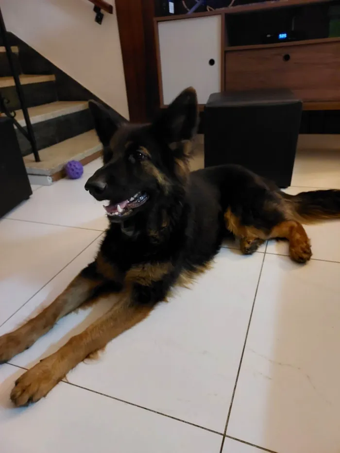 Cachorro raça Pastor Alemão  idade 7 a 11 meses nome Lily 