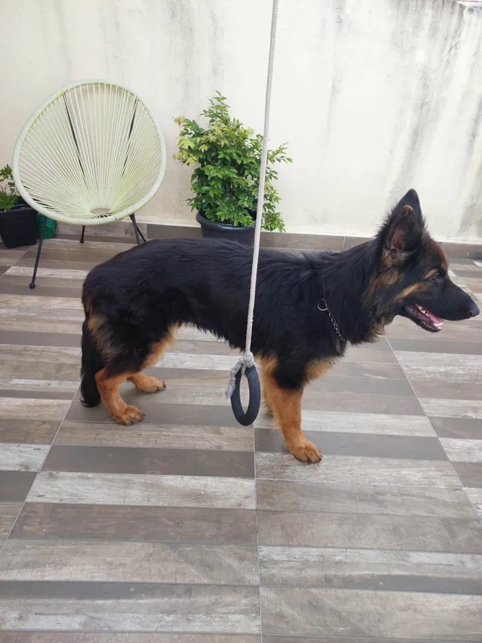 Cachorro raça Pastor Alemão  idade 7 a 11 meses nome Lily 