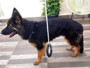 Cachorro raça Pastor Alemão  idade 7 a 11 meses nome Lily 