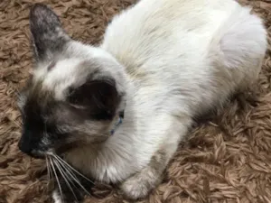 Gato raça Siamês idade 7 a 11 meses nome Pandora 