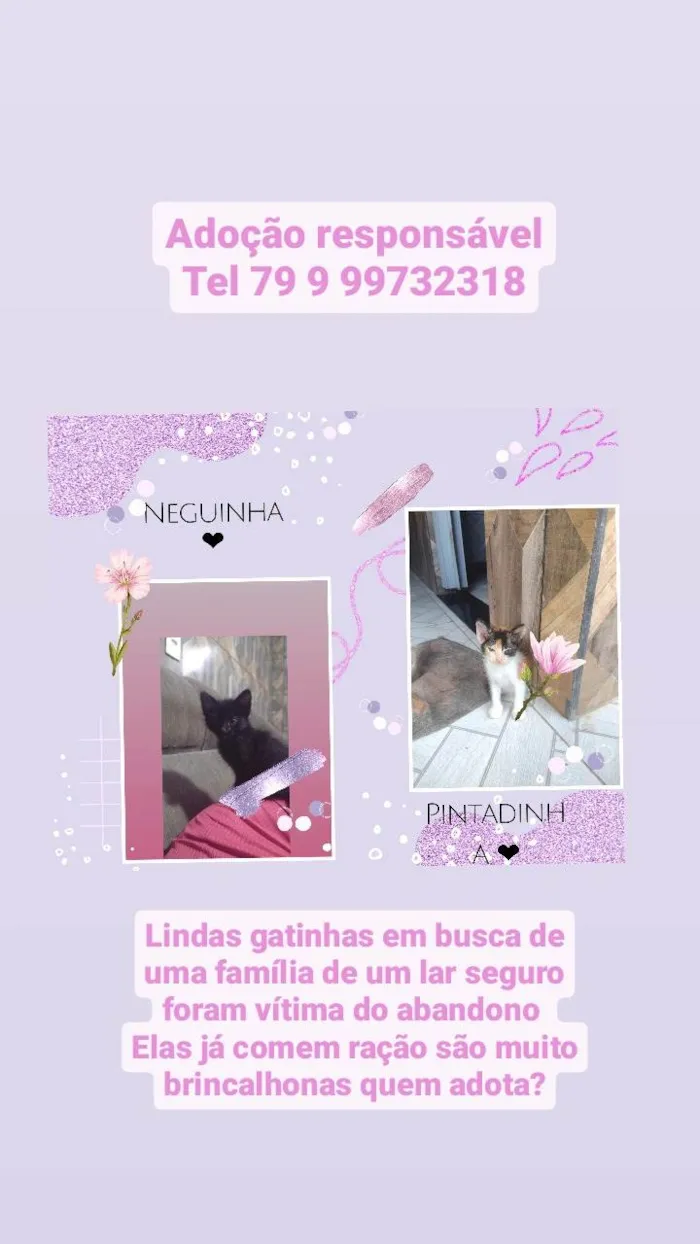 Gato raça SRD-ViraLata idade Abaixo de 2 meses nome Neguinha e pintadinha 