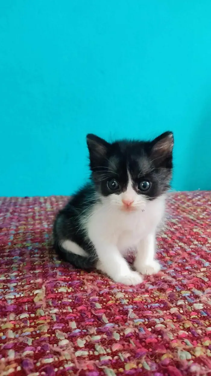 Gato ra a SRD-ViraLata idade Abaixo de 2 meses nome Sem nome 