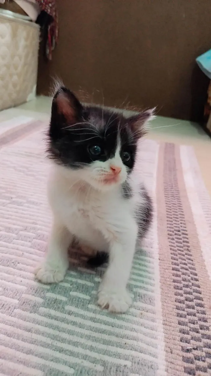 Gato ra a SRD-ViraLata idade Abaixo de 2 meses nome Sem nome 