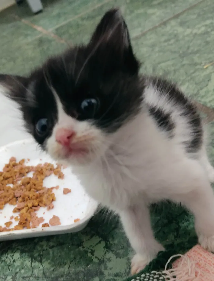 Gato ra a SRD-ViraLata idade Abaixo de 2 meses nome Sem nome 