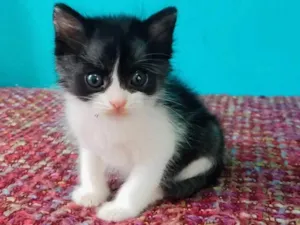 Gato raça SRD-ViraLata idade Abaixo de 2 meses nome Sem nome 
