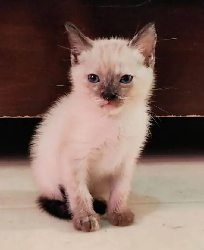 Gato ra a SRD-ViraLata idade Abaixo de 2 meses nome Sem nome 