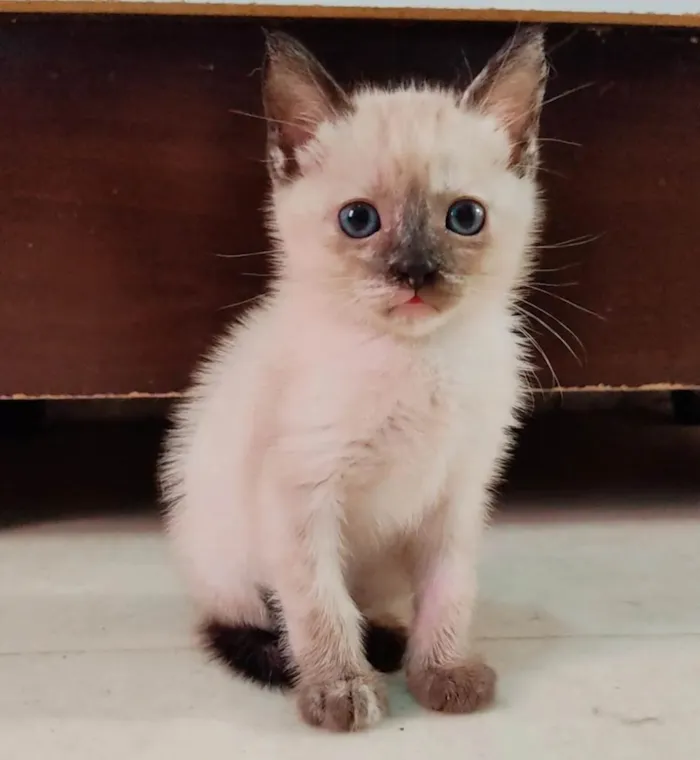 Gato ra a SRD-ViraLata idade Abaixo de 2 meses nome Sem nome 