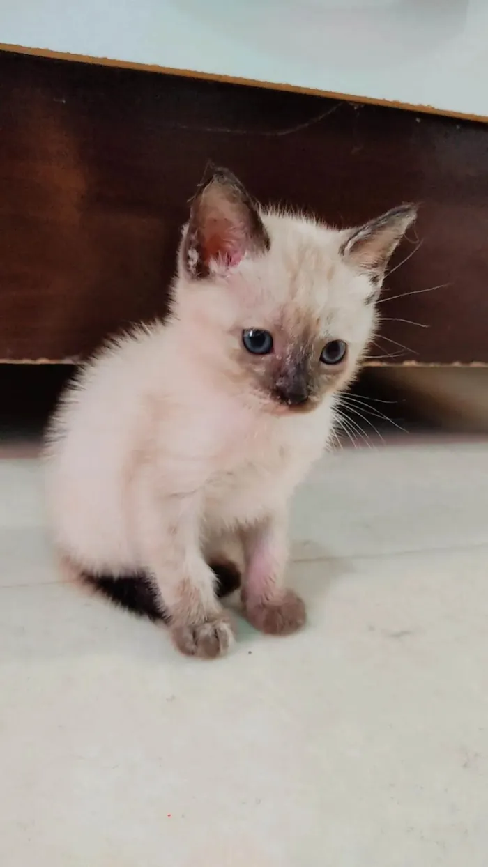 Gato ra a SRD-ViraLata idade Abaixo de 2 meses nome Sem nome 