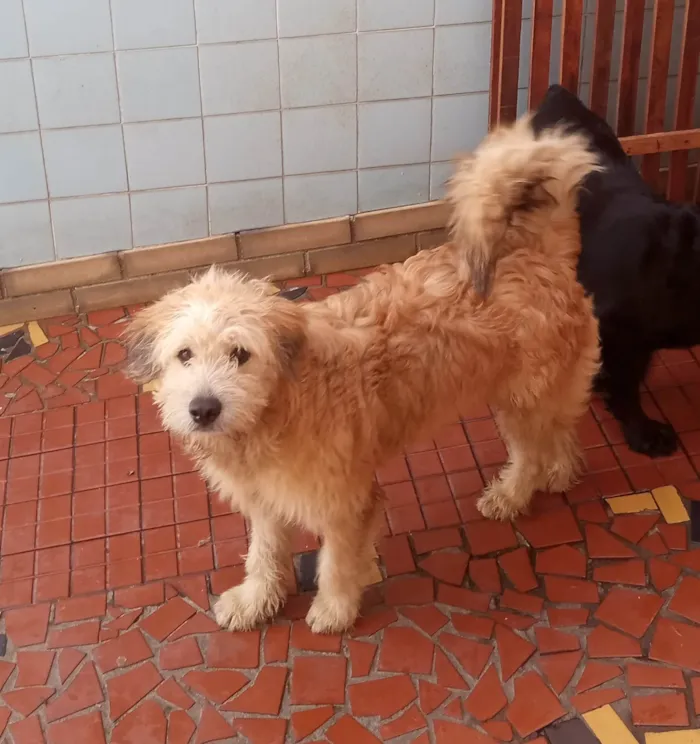 Cachorro raça Golden com labrador  idade 7 a 11 meses nome Rex