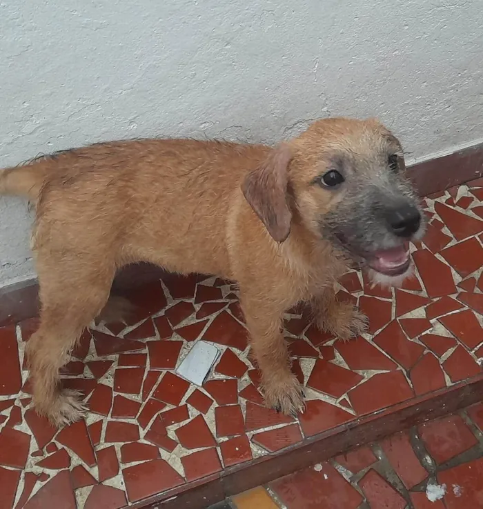 Cachorro ra a Srd idade 2 a 6 meses nome Nat