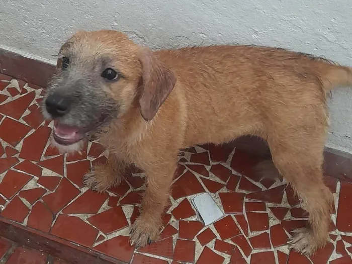 Cachorro ra a Srd idade 2 a 6 meses nome Nat