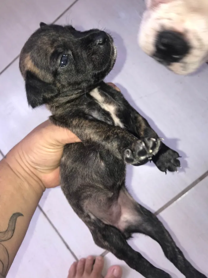 Cachorro ra a Basset-Cofap idade Abaixo de 2 meses nome Recém na