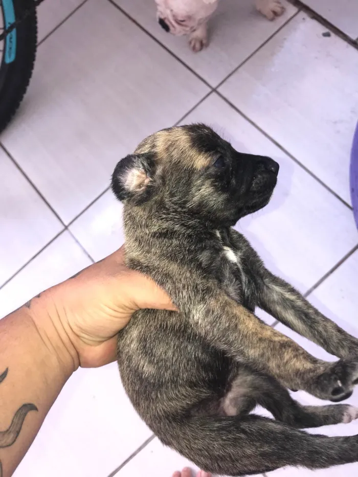 Cachorro ra a Basset-Cofap idade Abaixo de 2 meses nome Recém na