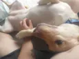 Fiona