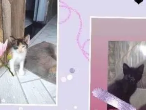 Gato raça SRD-ViraLata idade Abaixo de 2 meses nome Neguinha e pintadinha 