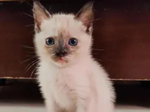 Gato raça SRD-ViraLata idade Abaixo de 2 meses nome Sem nome 