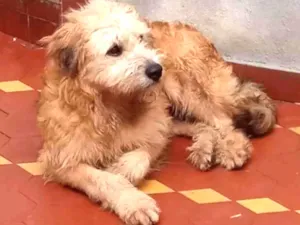 Cachorro raça Golden com labrador  idade 7 a 11 meses nome Rex