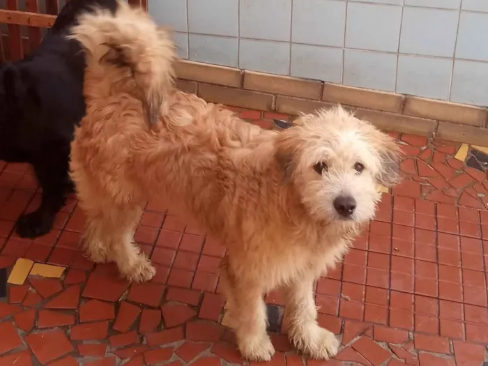 Cachorro raça Golden com labrador  idade 7 a 11 meses nome Rex